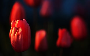 red tulip in macroshot