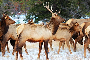 herd of brown deer on snow covered land, jasper national park