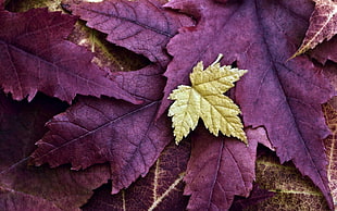 purple and green maple leaf HD wallpaper