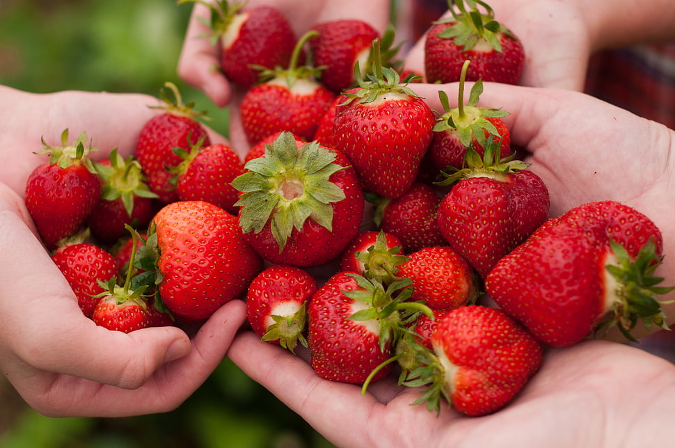 three persons showing bunch of strawberries HD wallpaper