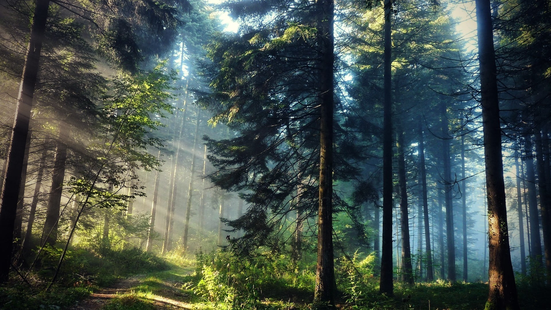 landscape photography of a forest