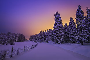 pine trees covered with snow during golden hour