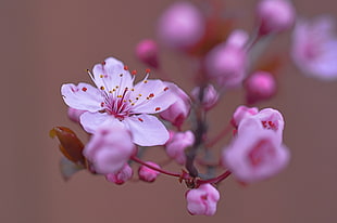 selective focus photography of pink and white apple blossom