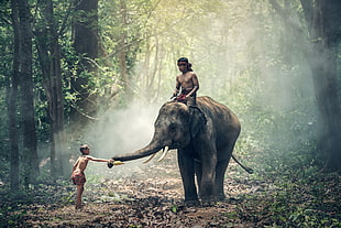 man riding on gray elephant while the kid touching during the day time