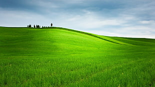 green grass field, hills, grass, trees, landscape