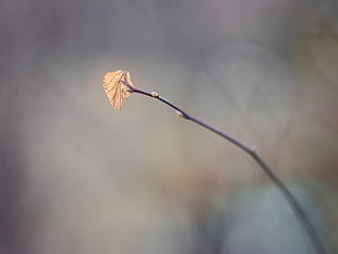 tilt shift photography of brown leaf