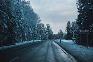 gray concrete road, Road, Winter, Trees HD wallpaper
