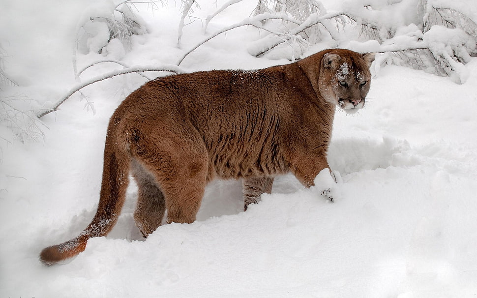 brown lion on white snow HD wallpaper
