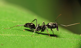 black ant on green leaf macro photography