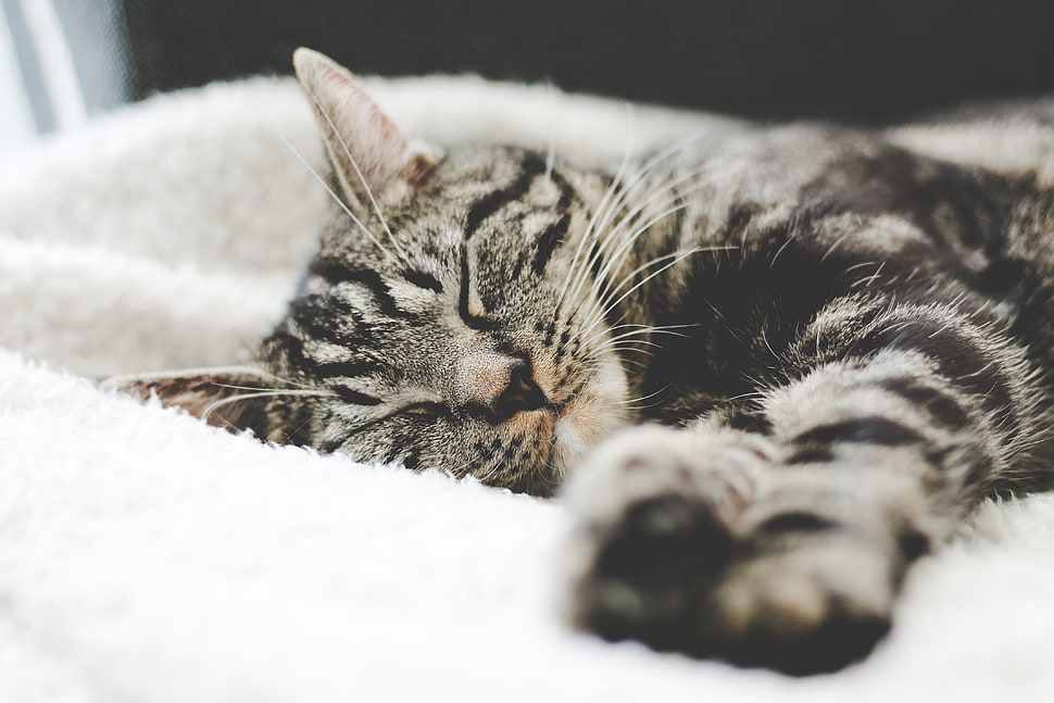 silver Tabby cat, Cat, Muzzle, Striped HD wallpaper