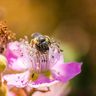 shallow focus photography of yellow bee on pink flower HD wallpaper