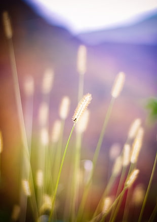 selective photography of brown grass at daytime, cattails HD wallpaper
