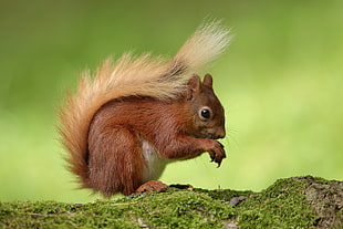 brown squirrel perching on branch