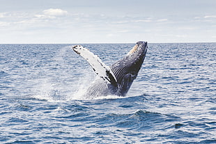 humpback whale jump out of the ocean during daytime HD wallpaper