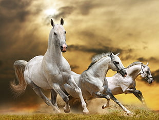 three white horses HD wallpaper