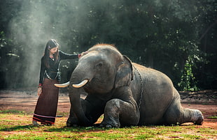 gray elephant, elephant, animals, Thailand