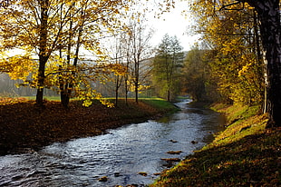 river flowing downstream in the middle of woods HD wallpaper