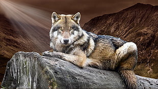 wolf, animal, wild, nature HD wallpaper