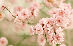 pink petaled flowers, flowers