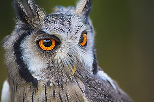 black, white, and gray owl at daytime