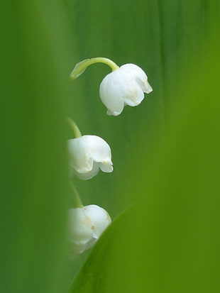 micro shot photography of three white flower HD wallpaper