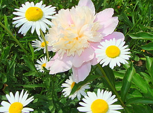 Daisy and pink flower in closeup photo