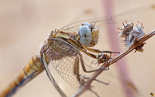 macro photography of brown dragonfly, orthetrum coerulescens