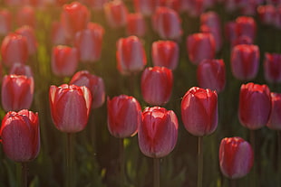 close up photography of pink Tulip flower field at daytime