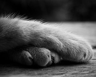 grayscale photo of animal paws, cat, monochrome, animals