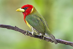 selective focus photography of yellow-beaked green and red bird perched on tree branch at daytime, barbet, ecuador