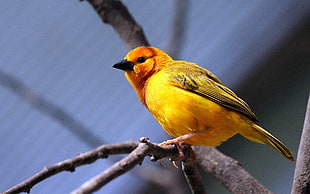 yellow feather bird on branch of tree