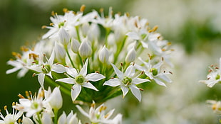 white flowers closeup photo