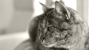 grayscale close up photography of Tabby cat