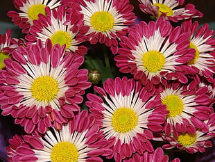 pink, white, and yellow flowers