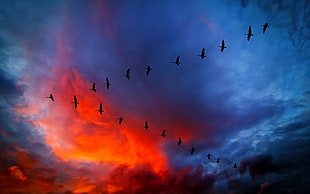 flock of birds, sky, sunset, birds, geese