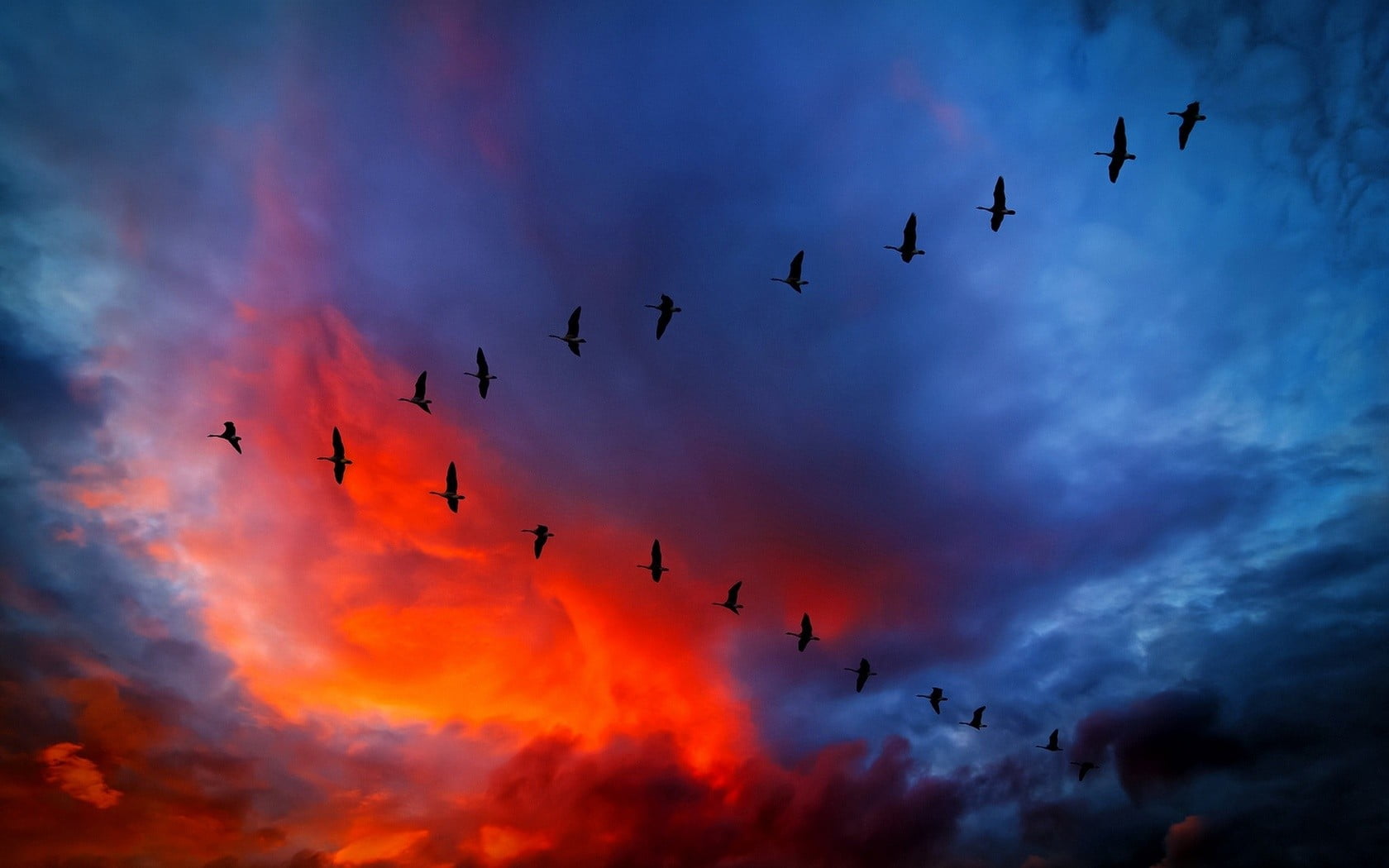 Flock of birds, sky, sunset, birds, geese HD wallpaper | Wallpaper Flare