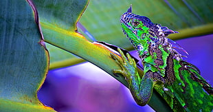 green and blue lizard on leaf stem, iguana