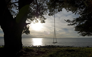 brown hanging swing beside sea