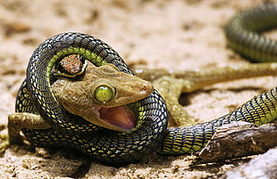 gray and green snake
