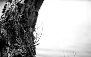 grayscale photo of tree trunk HD wallpaper