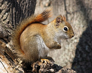 selective photo of squirrel on branch, red squirrel