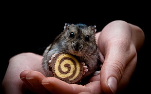 person holding rodent eating brown pastry