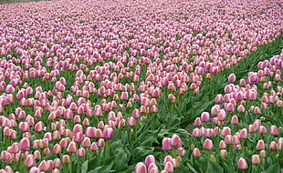 pink Tulip flower field HD wallpaper