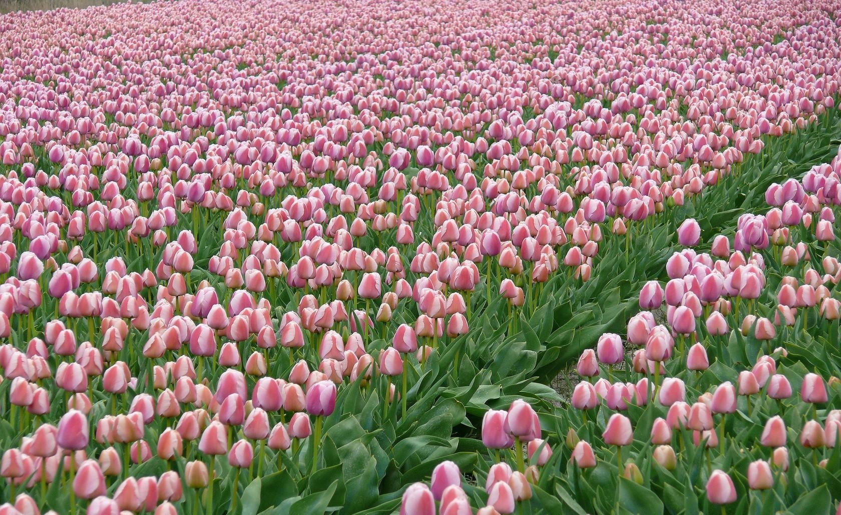 pink Tulip flower field