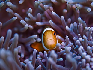 selective focus photo of clown fish on corals