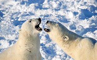 two Polar bear fighting on snow