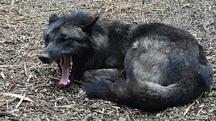 medium-coated black and tan dog, animals, wolf