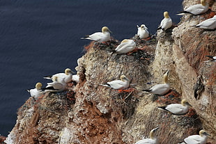 flock of white-and-black birds on brown rocky mountain