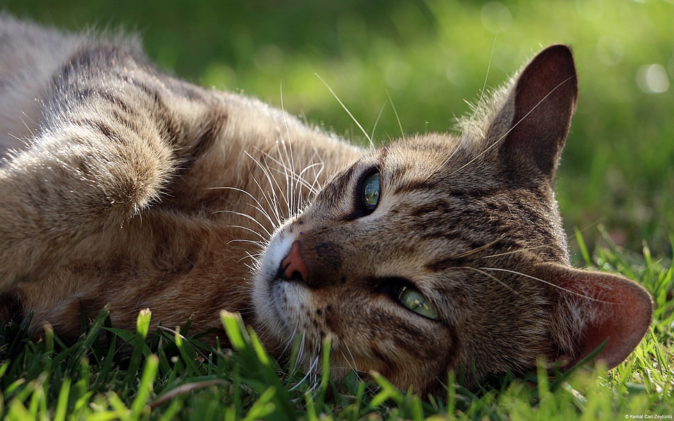 brown Tabby cat HD wallpaper