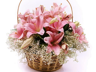 pink Lily flower with white Baby's Breath flower basket HD wallpaper
